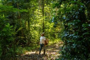 “Recolección de castañas en Madre de Dios sostiene a 20 mil familias y protege la Amazonía”